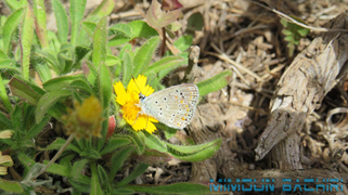 Insectes de chez nous